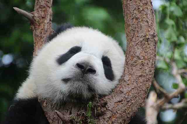 Comment faire un panda ?